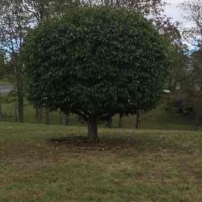 Bush Trimming by Affordable Landscaping reviewed on January 11, 2025
