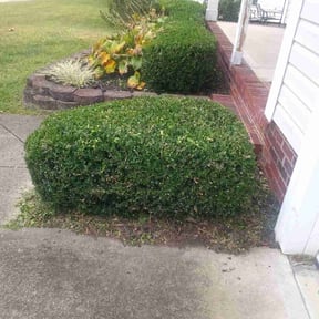 Bush Trimming by Mite Bite reviewed on June 14, 2024