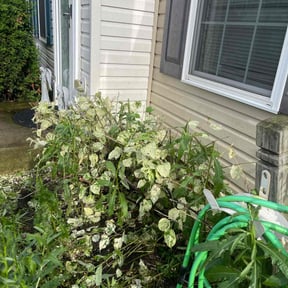 Bush Trimming by Greg's gardens reviewed on June 20, 2022