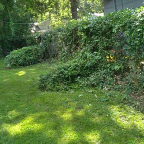 Bush Trimming by Chai reviewed on May 18, 2022