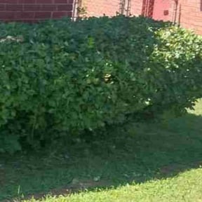 Bush Trimming by James Cloy reviewed on July 31, 2025