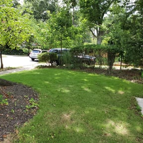 Bush Trimming by Green Aesthetics reviewed on June 12, 2025