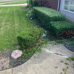 Bush Trimming by Designer Cuts Lawn Maintenance reviewed on April 29, 2022