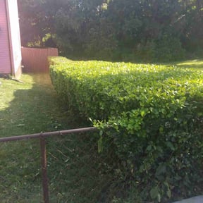 Bush Trimming by Krenik lawn services reviewed on October 24, 2024