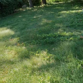Leaf Removal by Sebastian lawn care & landscaping reviewed on July 2, 2021