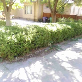 Bush Trimming by Denver Bros Lawn Control reviewed on June 7, 2025