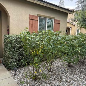 Bush Trimming by L&J Investment Properties reviewed on May 20, 2022