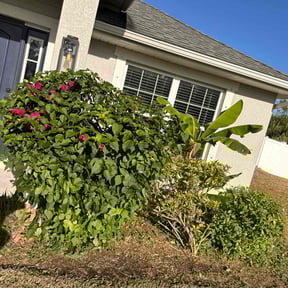 Bush Trimming by Truleaf landscaping reviewed on July 12, 2025