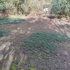 Leaf Removal by McLean land works reviewed on June 21, 2022