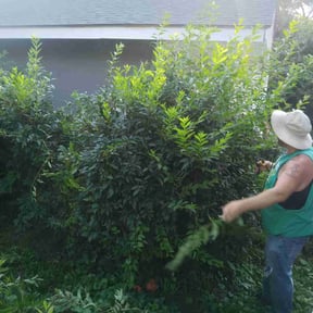 Bush Trimming by Dominic&#039;s Lawncare LLC reviewed on July 11, 2025