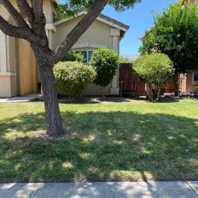 Bush Trimming by Wiley&#039;s Lawn Service reviewed on August 4, 2022