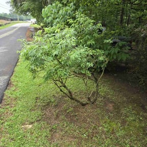 Bush Trimming by Genet Rena reviewed on July 30, 2022