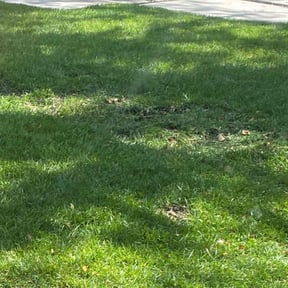 Lawn Seeding by Forever Green FG LLC reviewed on April 22, 2025