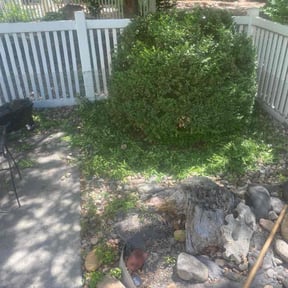 Bush Trimming by Mane Hand Handyman Services LLC reviewed on November 14, 2024