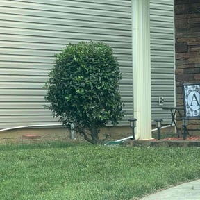 Bush Trimming by D's Lawn Care reviewed on June 16, 2022
