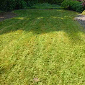 Mulching by Veterans lawn services reviewed on August 9, 2022