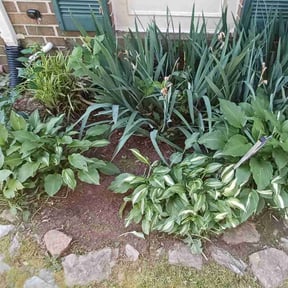 Flower Bed Weeding by Landscape & Mowing reviewed on July 30, 2025