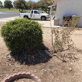 Bush Trimming by LSLTDallas/FortWorthTruGreen reviewed on August 23, 2023