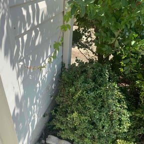 Bush Trimming by Both Sides Of The Fence Lawn Care and Maintenance LLC. reviewed on June 8, 2022
