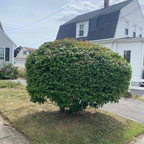 Bush Trimming by Calvin's Lawncare reviewed on June 6, 2022