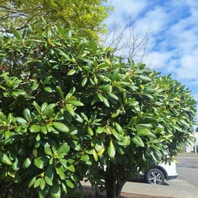 Bush Trimming by Penneys landscape reviewed on June 9, 2022