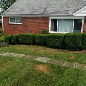 Bush Trimming by KingWay outdoor/inside lawn service, flowersbeds,pressure wash,painter reviewed on June 20, 2022