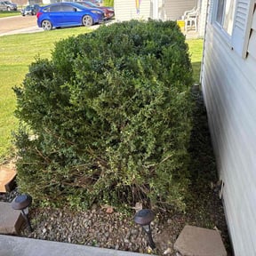Bush Trimming by Jeff Sidener reviewed on May 19, 2022