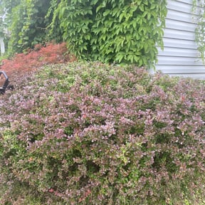 Bush Trimming by Penneys landscape reviewed on September 15, 2022