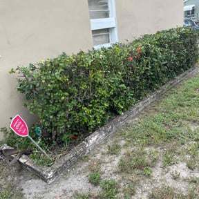 Bush Trimming by Native LandCare LLC reviewed on October 13, 2021