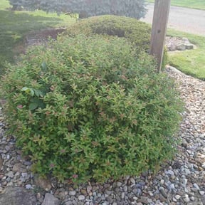 Bush Trimming by Mo Mowing & Yard Clean Up reviewed on October 21, 2022