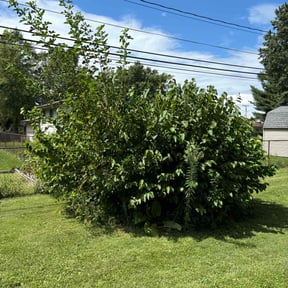 Bush Trimming by Contreras Outdoors reviewed on November 26, 2024