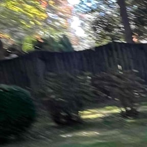 Bush Trimming by Robert Lee reviewed on May 27, 2022