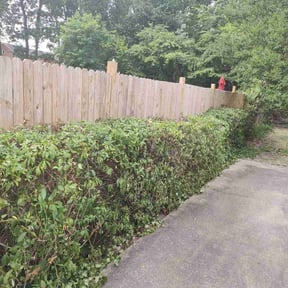 Bush Trimming by Hector's reviewed on May 9, 2022