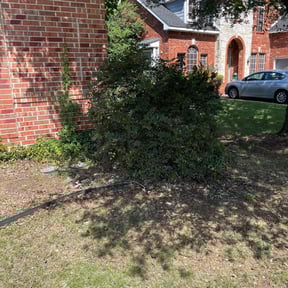 Bush Trimming by A1 landscaping reviewed on June 19, 2022
