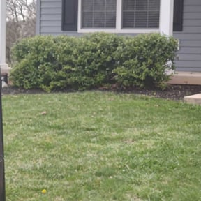 Bush Trimming by Clear landscapes llc reviewed on April 29, 2022