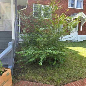 Bush Trimming by Household Maintenance & Lawn Care Services reviewed on December 14, 2024