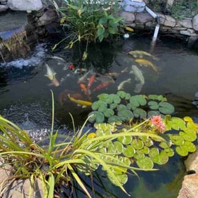 Cleanups by Padilla Lawn & Irrigation reviewed on September 25, 2021