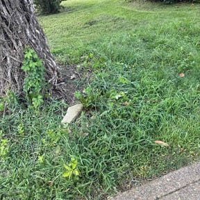 Cleanups by Tony’s Lawn Care reviewed on May 9, 2022