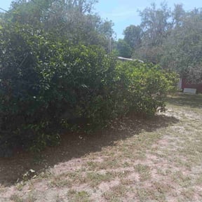 Bush Trimming by JJ Trees LLC reviewed on November 18, 2024