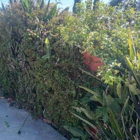 Bush Trimming by Mondragon landscaping reviewed on July 22, 2022