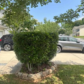 Bush Trimming by Rhodes Services reviewed on November 9, 2024