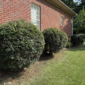 Bush Trimming by Community Lawn reviewed on July 16, 2022