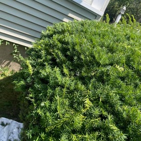 Bush Trimming by Delbert Jones reviewed on July 19, 2022