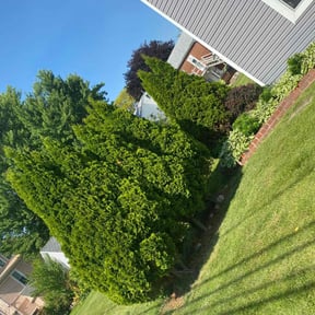 Bush Trimming by JT lawn care grass guys reviewed on April 28, 2025