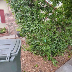 Bush Trimming by s&t landscaping reviewed on May 11, 2022