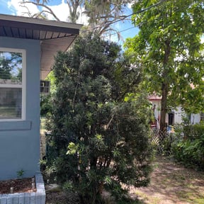 Bush Trimming by FL Lawn Pros LLC reviewed on November 20, 2022