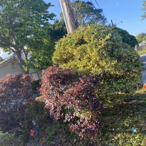 Bush Trimming by LSLTDallas/FortWorthTruGreen reviewed on April 25, 2025