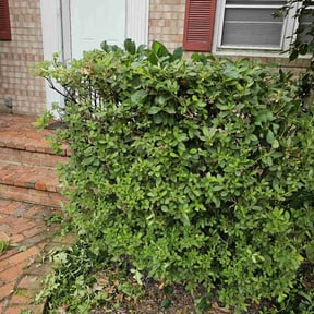 Bush Trimming by Mitchell Johnson reviewed on July 29, 2022