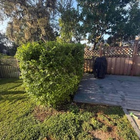 Bush Trimming by LSLTDallas/FortWorthTruGreen reviewed on March 20, 2025