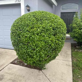 Bush Trimming by Pete’s Elite Lawn Care LLC reviewed on June 8, 2022